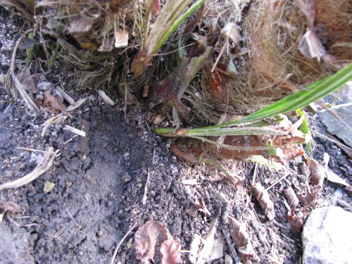 Chamaerops humilis zijscheut.JPG