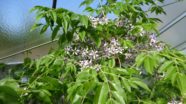 P1010122a.JPG