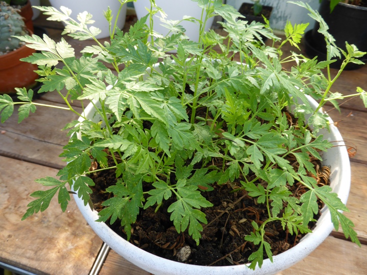 P1010400a.JPG