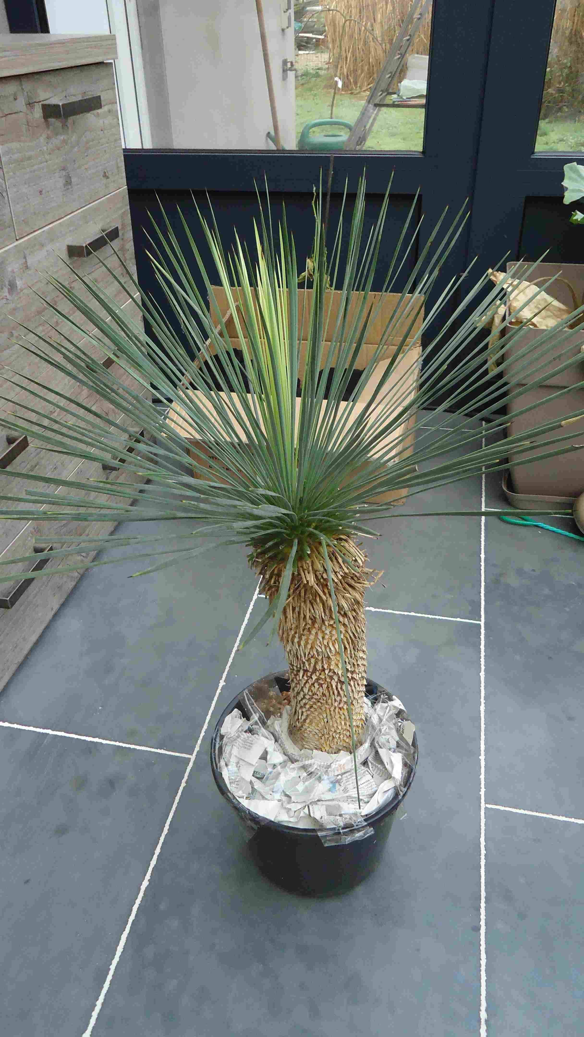 Yucca linearifolia.jpg
