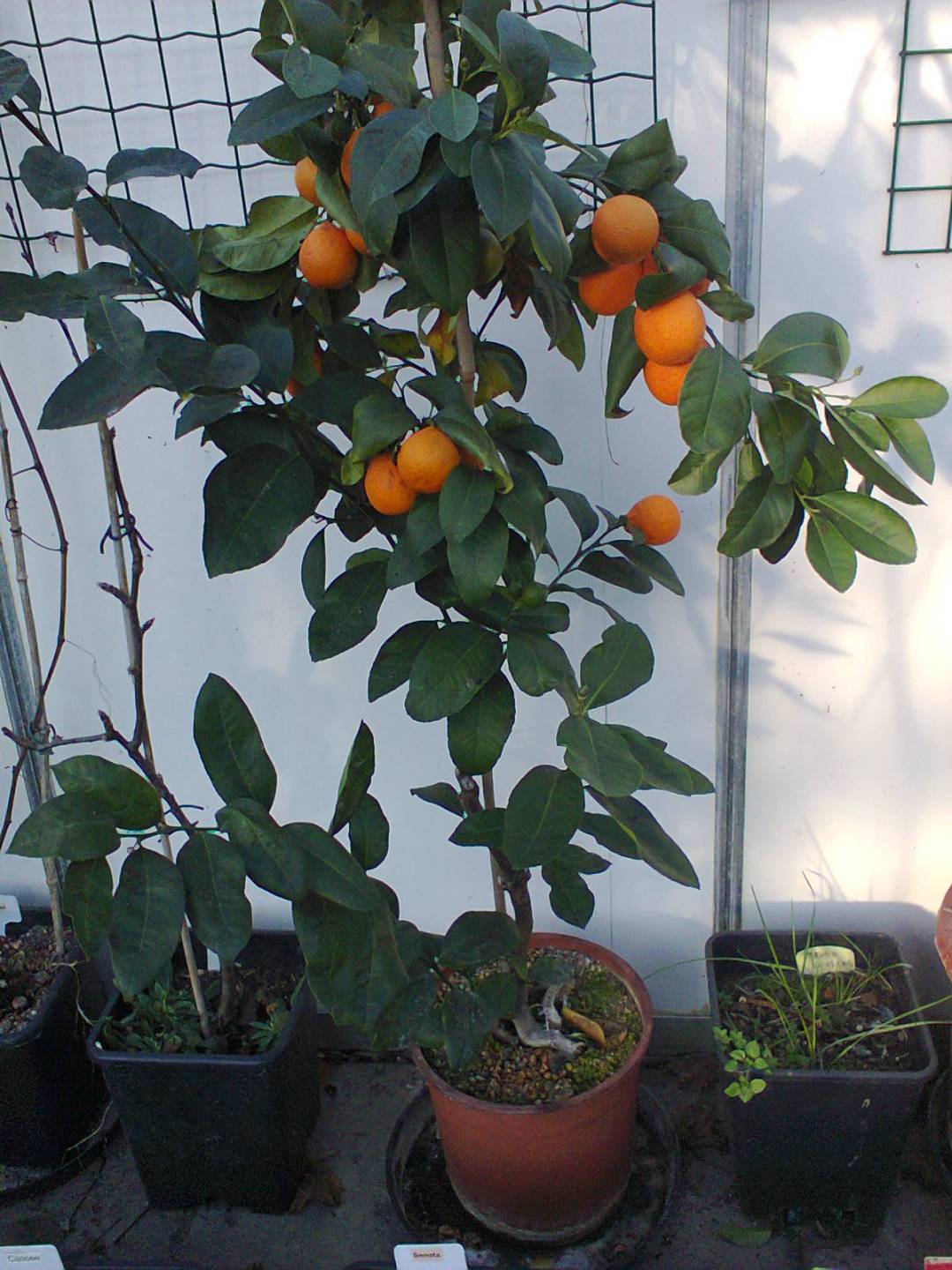 Foto0003.jpg