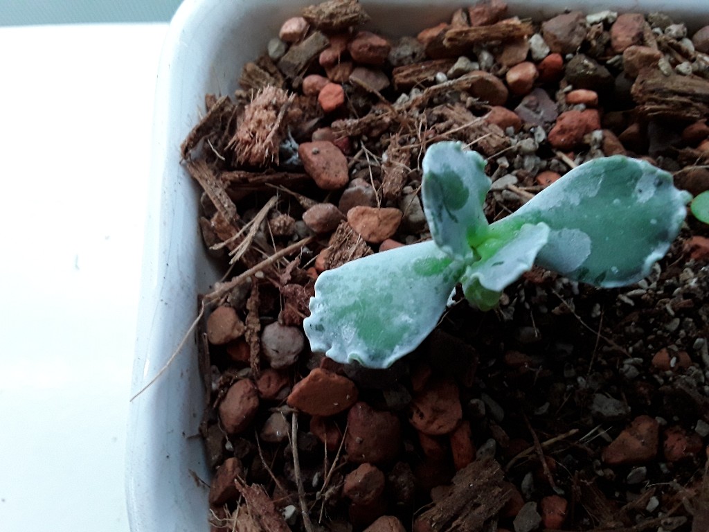 20190130_163520-1024x768.jpg