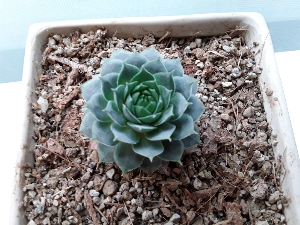 20190130_162623-1024x768.jpg