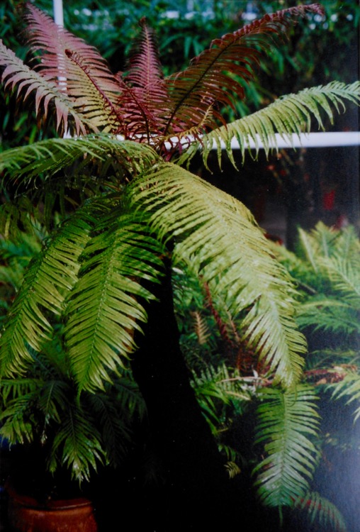 Brainea insignis.jpg