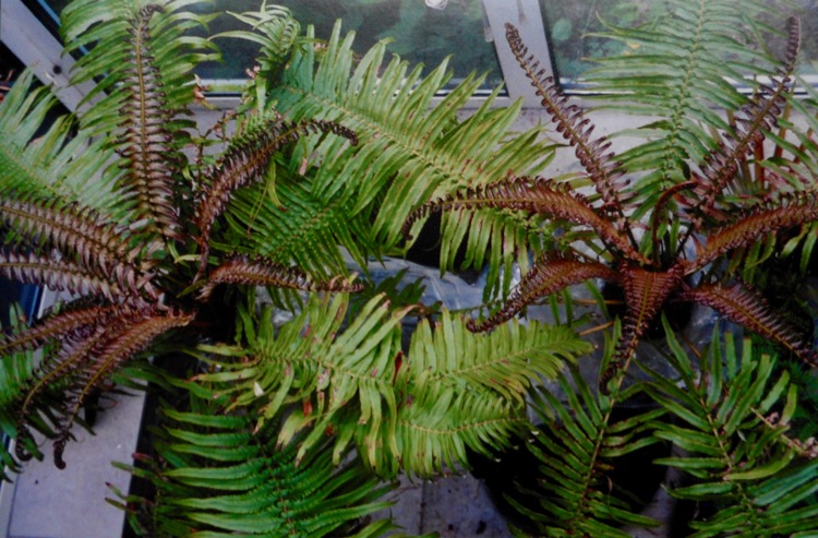 Brainea insignis'.jpg