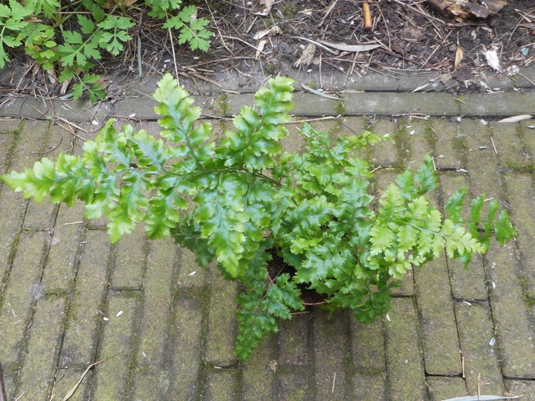 DSCN2918.jpg