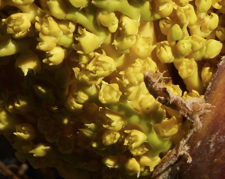 Chamaerops bloeiwijze vr..jpg