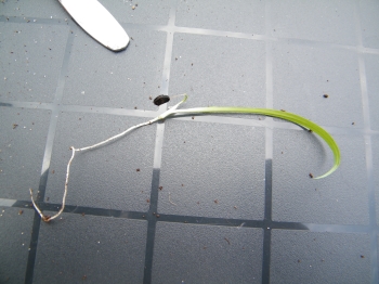 Herschaalde kopie van DSCF0720.jpg