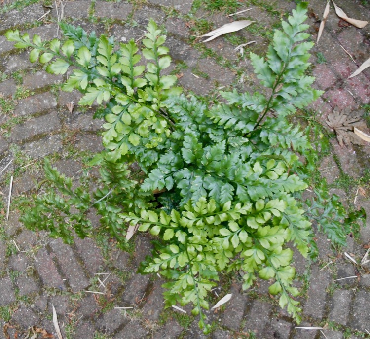DSCN7203.jpg
