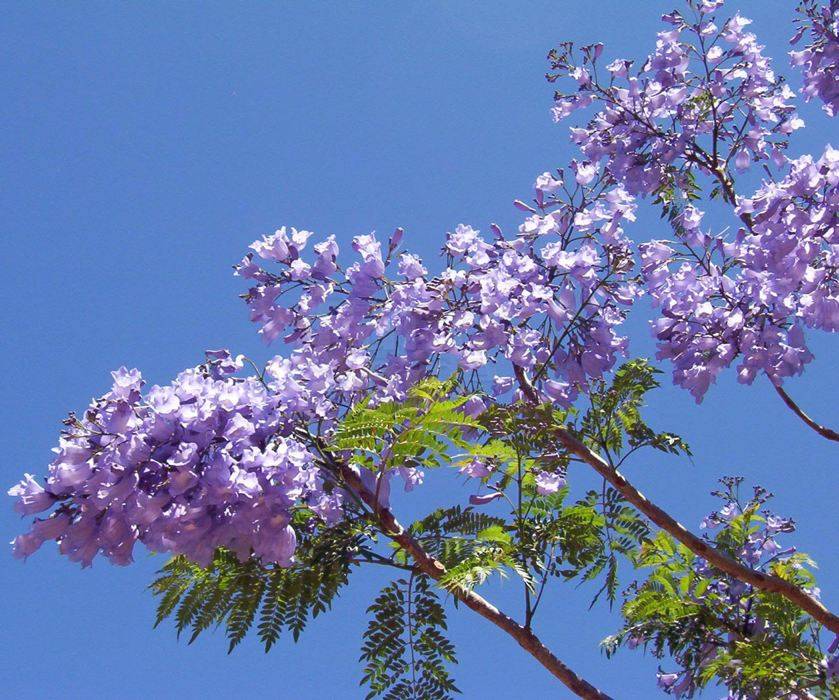 bloemen-flowers-jacaranda-mimosifolia.jpg