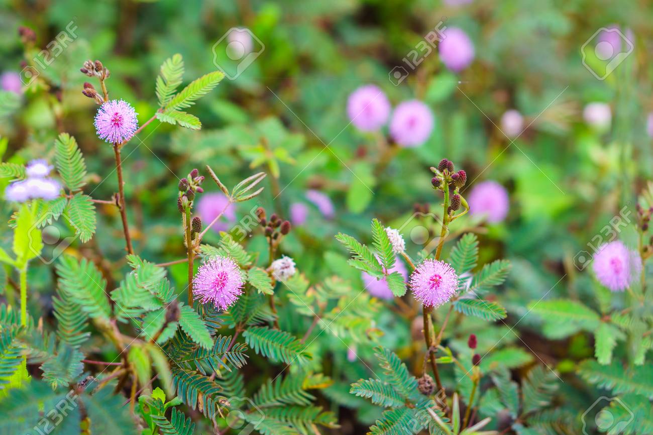 89057103-field-of-mimosa-pudica-flower-from-thailand-southeast-asia-it-is-also-called-sensitive-sleepy-humble.jpg