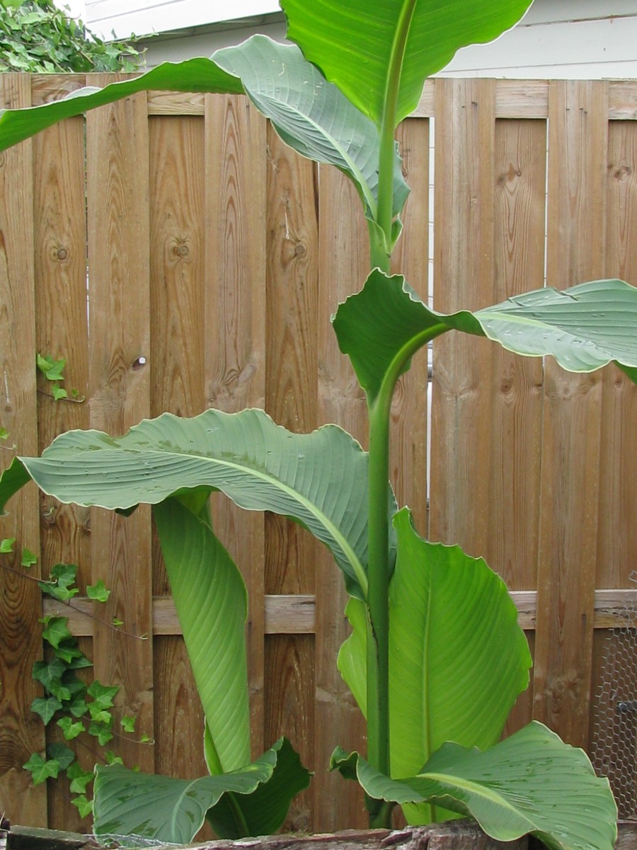 Canna altensteinni.JPG