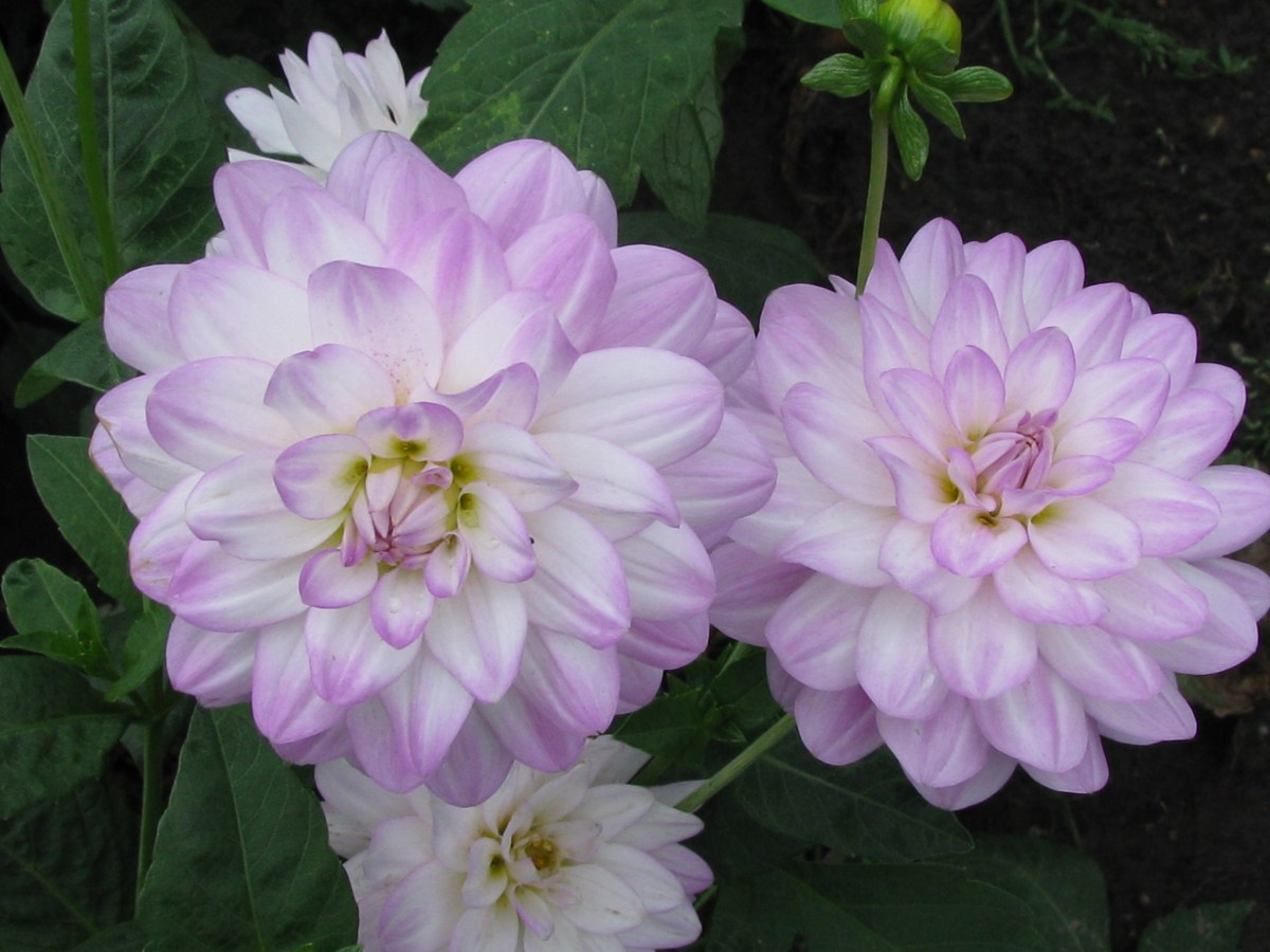 dahlia.JPG