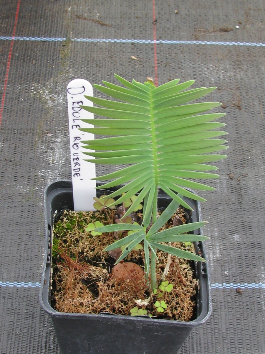 Dioon edule rio verde.JPG