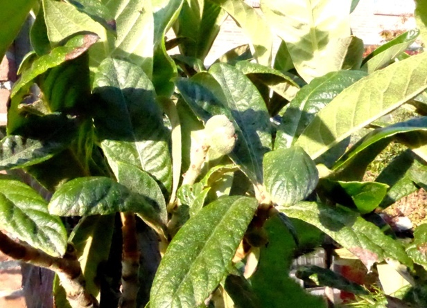 P1010581.JPG