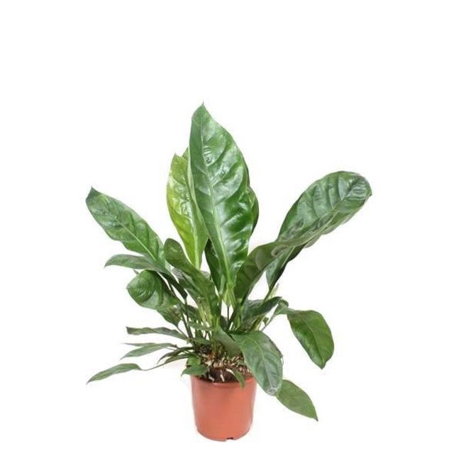 anthurium-jungle-king-large.jpg