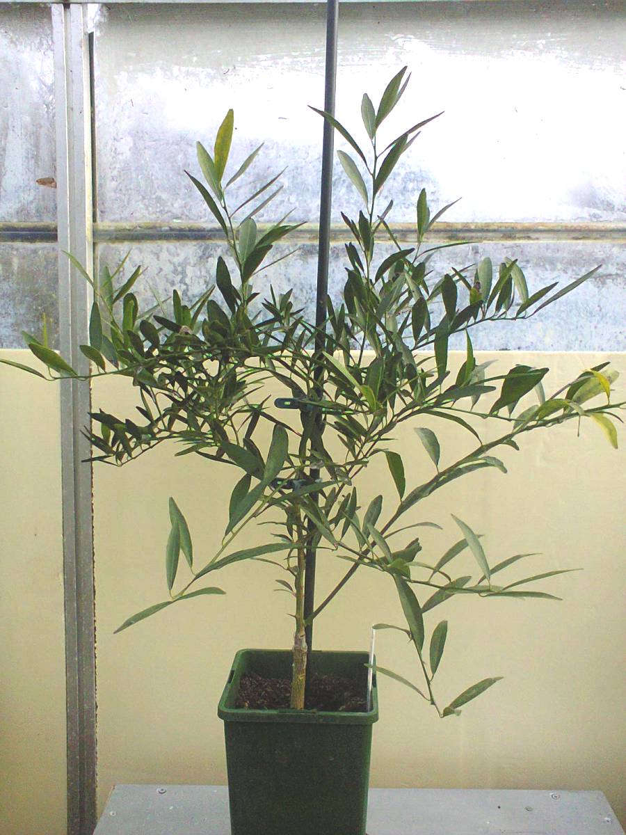 Foto0011.jpg