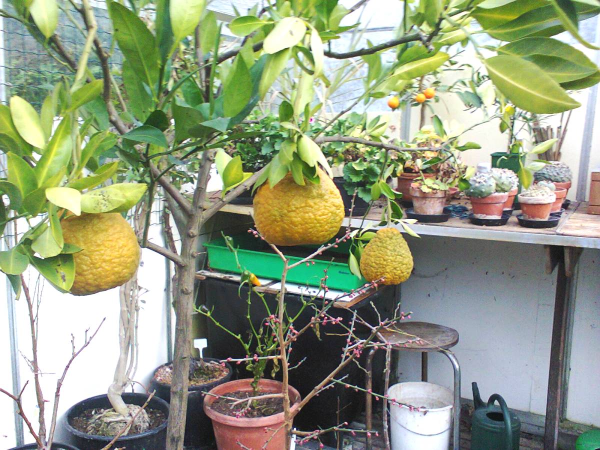 Foto0012.jpg