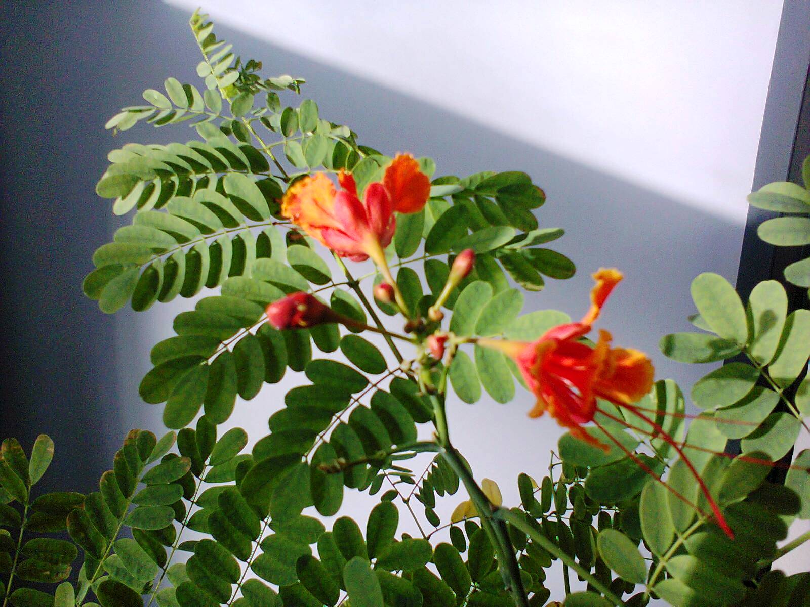 Foto0015.jpg