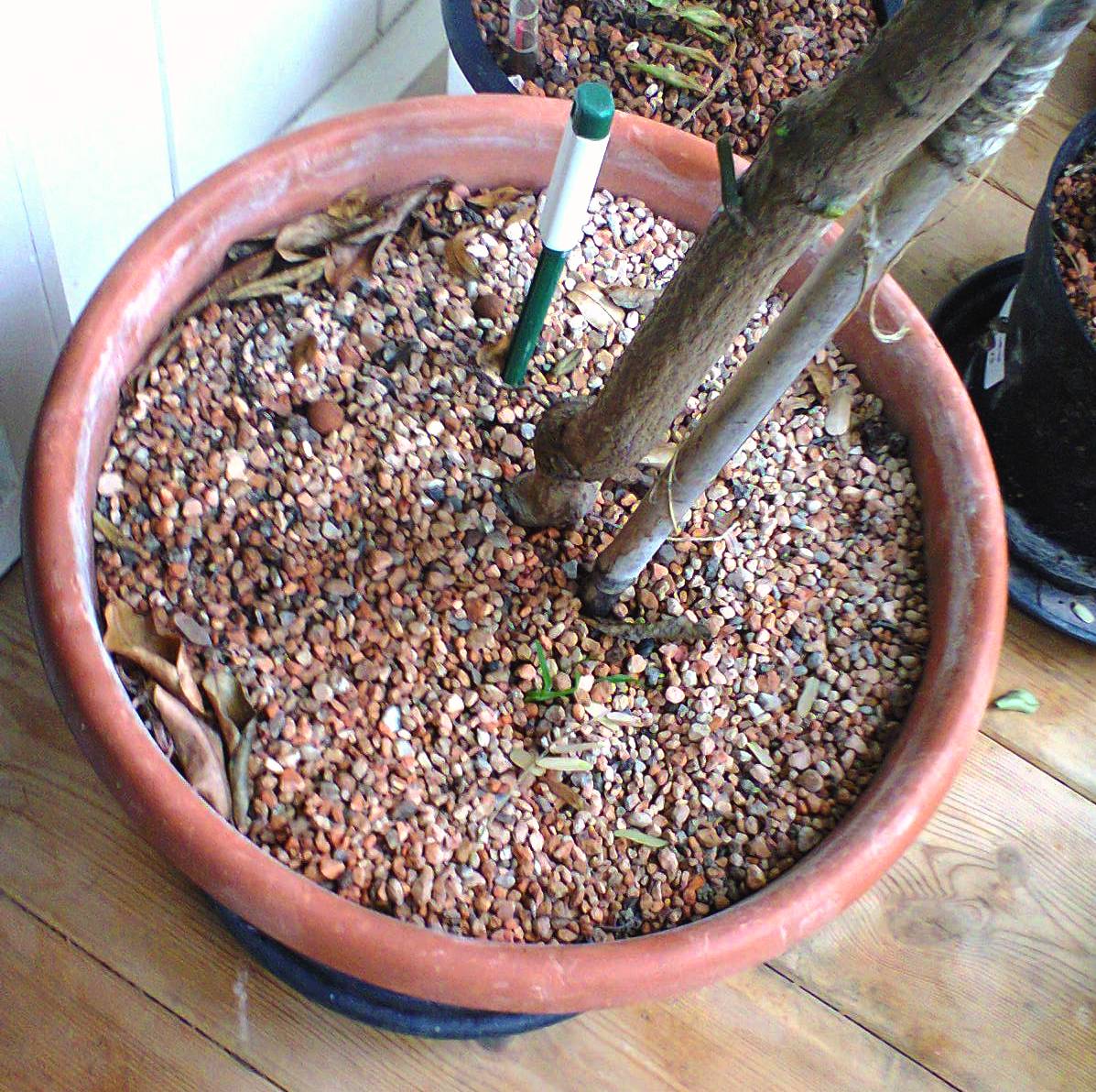 Foto0019.jpg