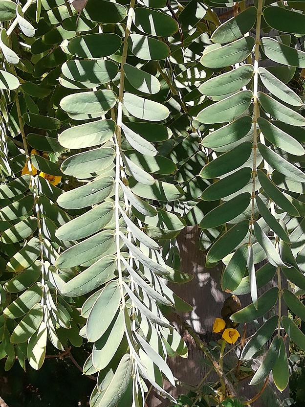 IMG_20200227_154719 (1).jpg