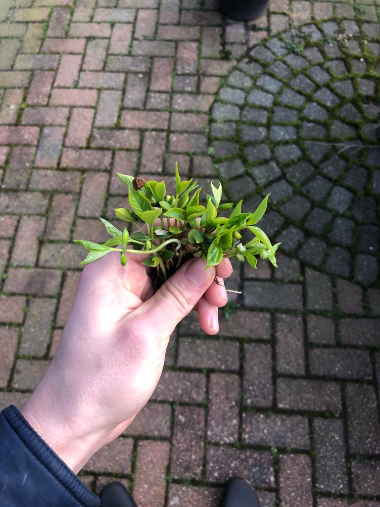 vers van de kers pers.jpeg