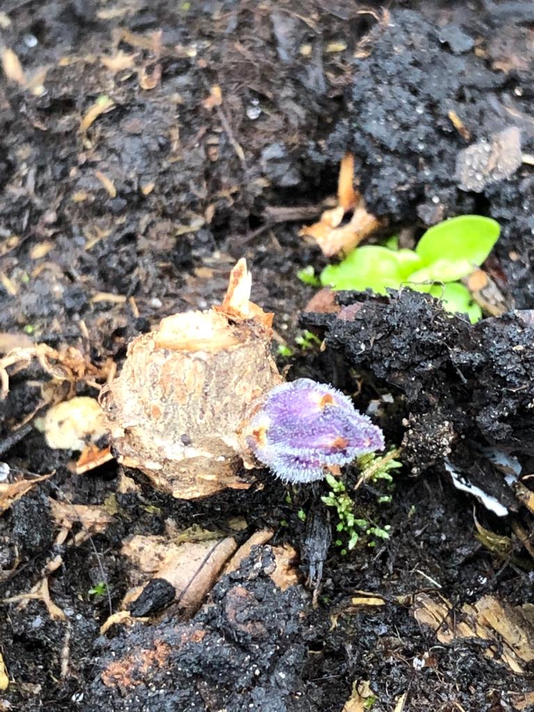 Knop Paulownia maart.jpeg