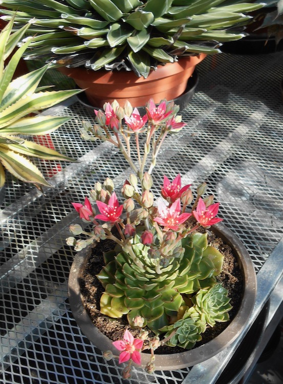 Graptopetalum bellum.jpeg