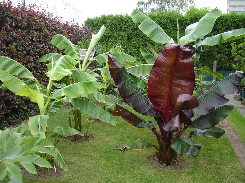 tuin 262_800x600.jpg