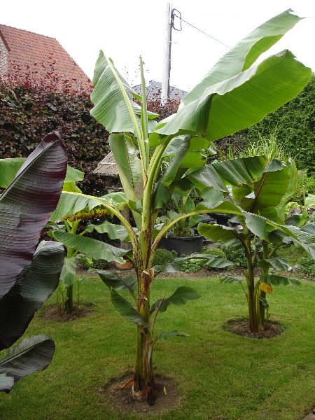 tuin 263_450x600.jpg