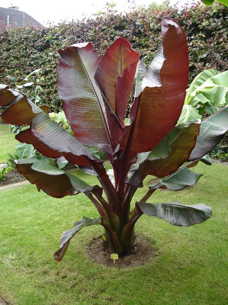 tuin 264_450x600.jpg