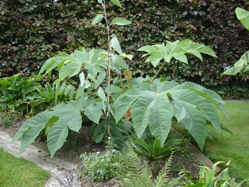 tuin 265_800x600.jpg