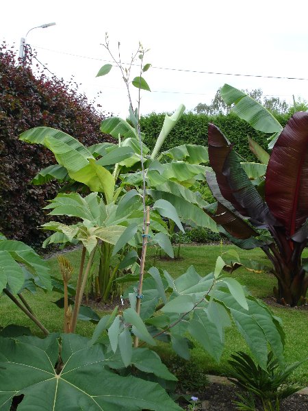 tuin 266_450x600.jpg