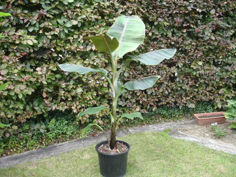 tuin 267_800x600.jpg