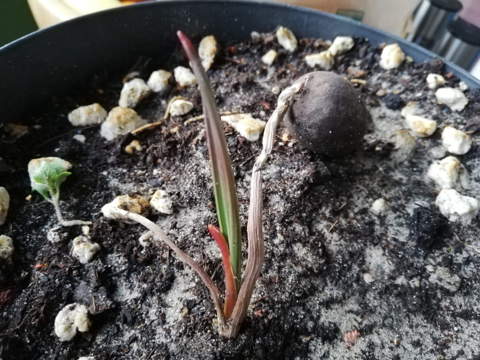 WhatsApp Image 2020-06-05 at 20.58.02 (1).jpeg