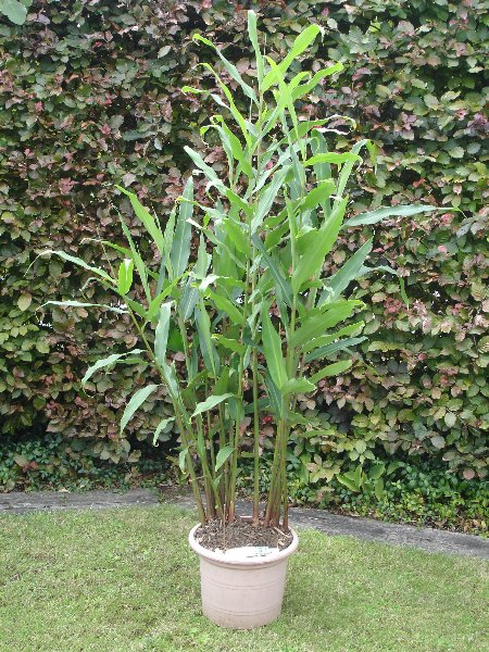 tuin 268_450x600.jpg