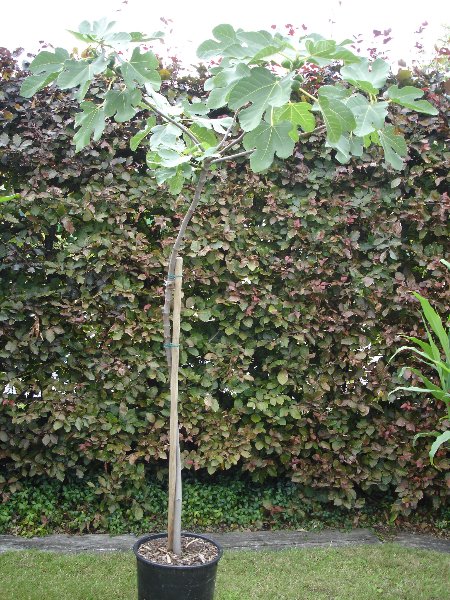 tuin 269_450x600.jpg