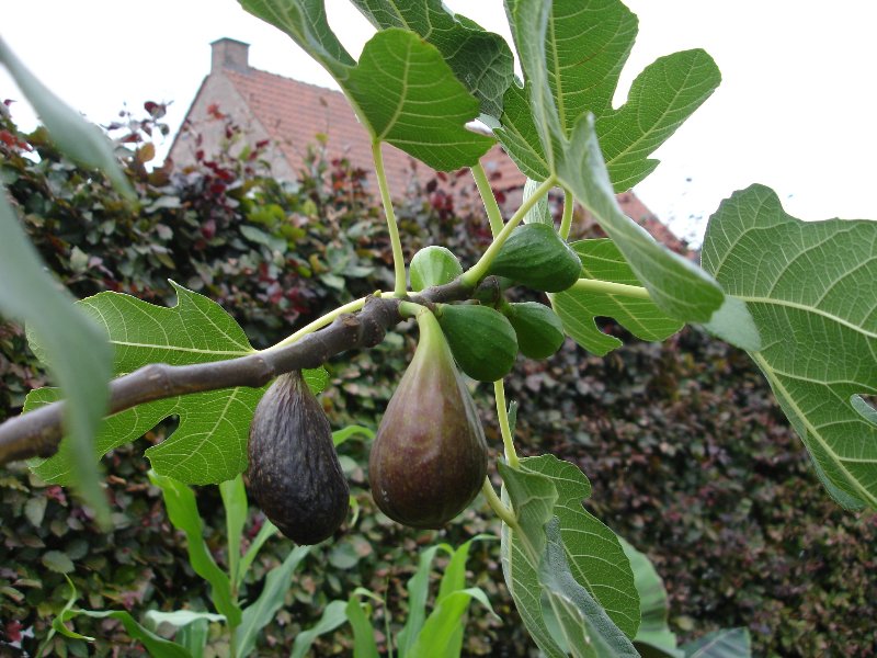 tuin 270_800x600.jpg