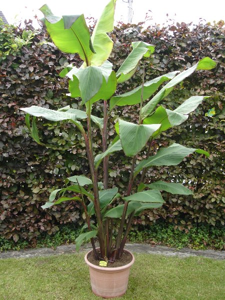 tuin 271_450x600.jpg