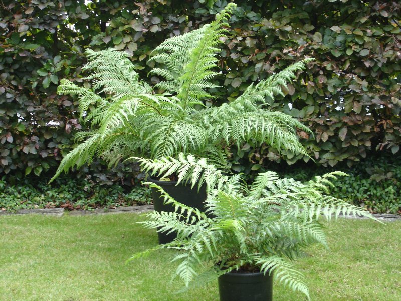 tuin 272_800x600.jpg