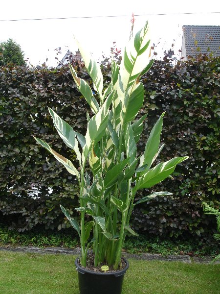 tuin 273_450x600.jpg