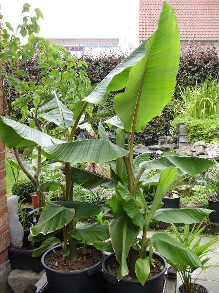 tuin 274_450x600.jpg