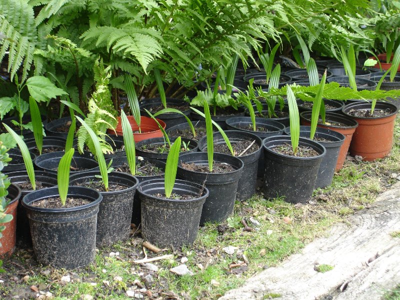 tuin 278_800x600.jpg