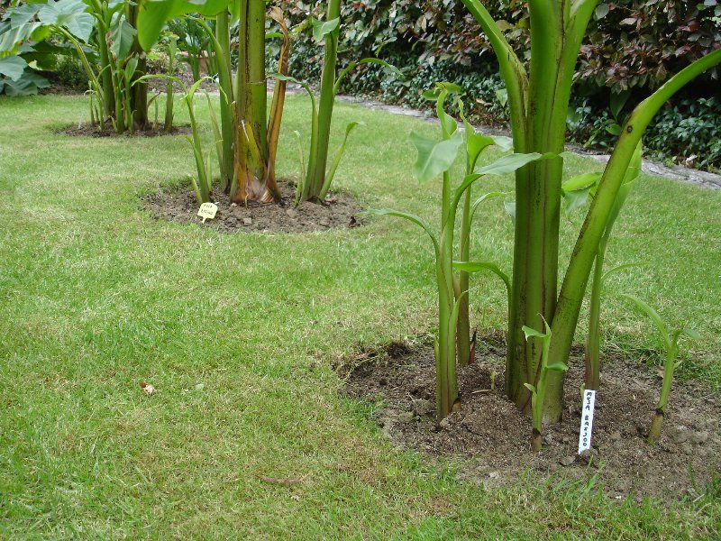 tuin 279_800x600.jpg