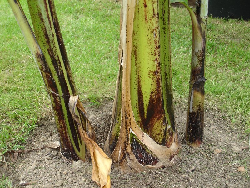 tuin 280_800x600.jpg