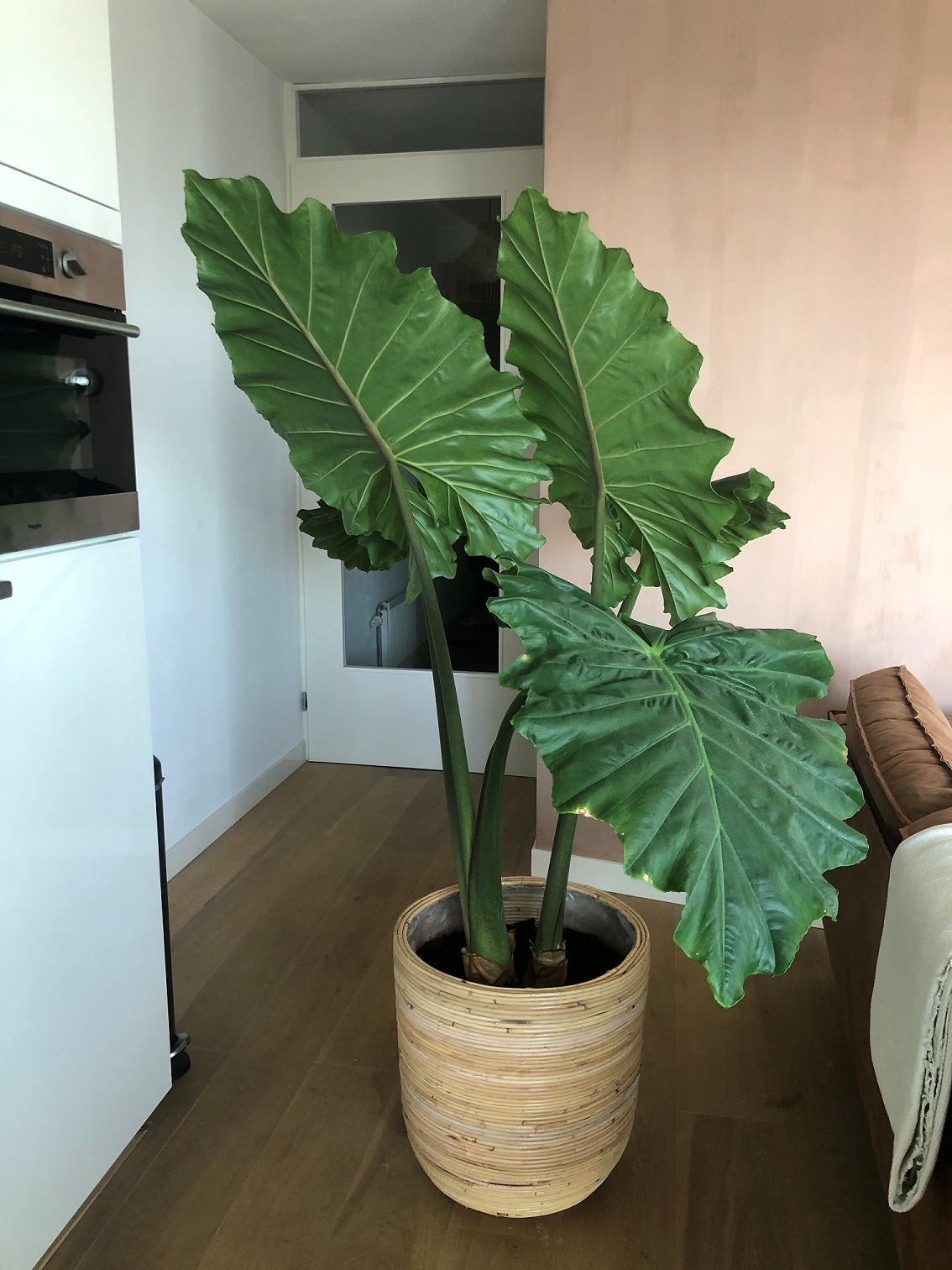 plant1.jpg
