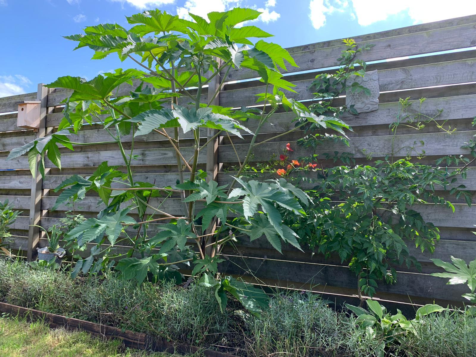 Ricinus Communis.jpeg