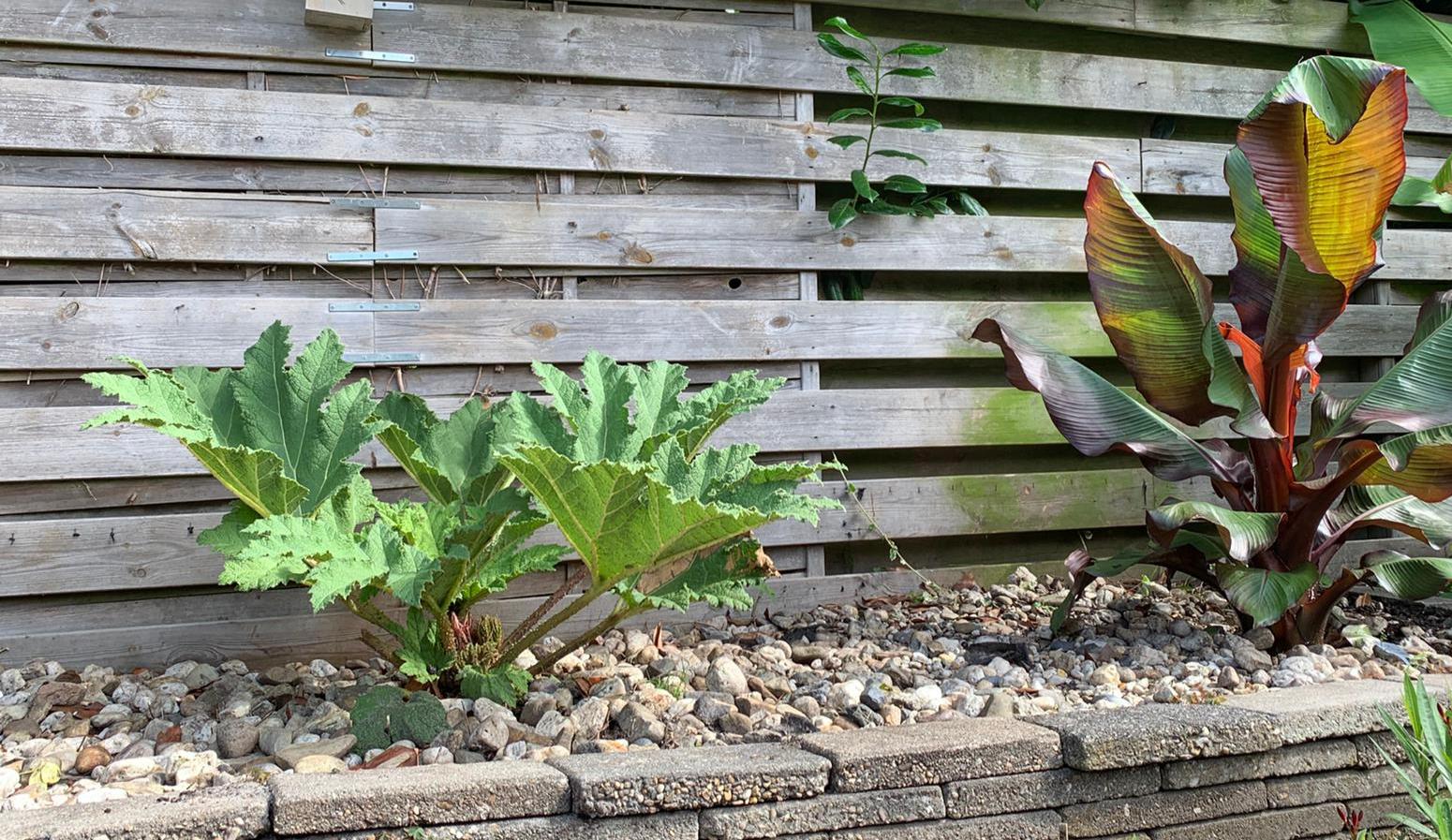 Gunnera en Ensete.jpeg