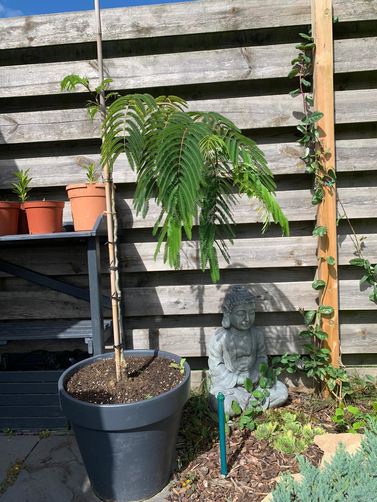 Albizia Shiidare 2 .jpeg