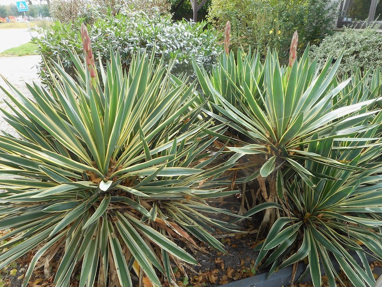 Yucca gloriosa hybride 2020.jpeg